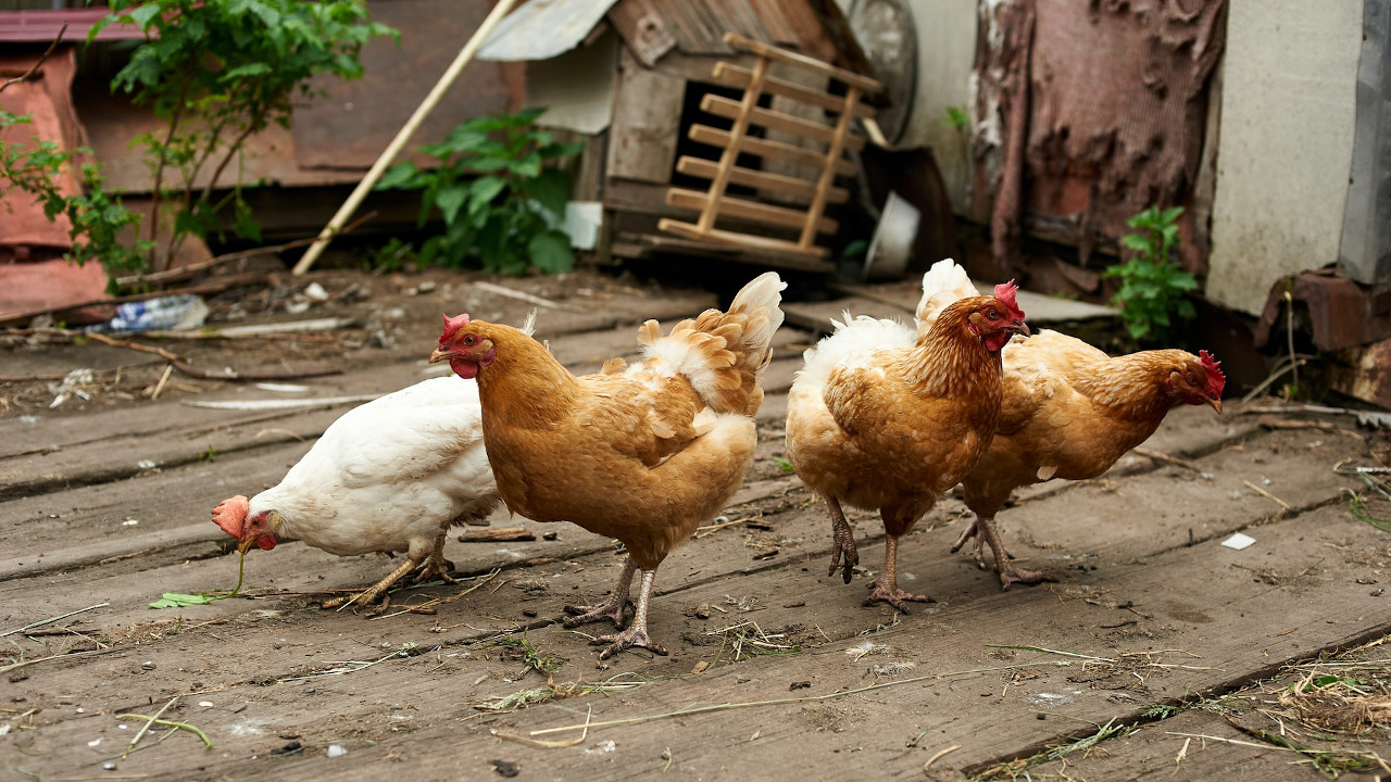 How to Use Chicken Manure as Fertilizer