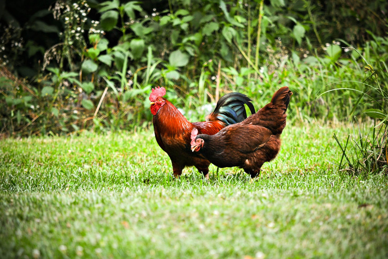 prós e contras de estrume de frango