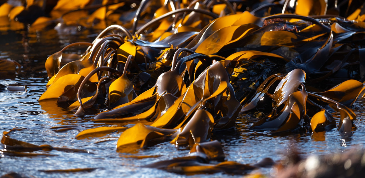 sea ​​kelp