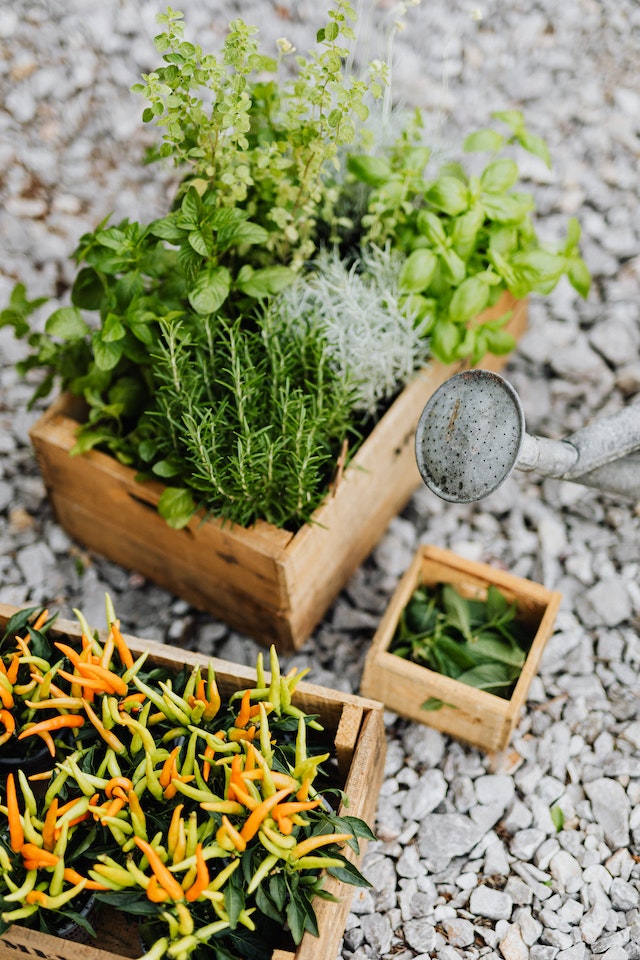 edible landscaping herbs