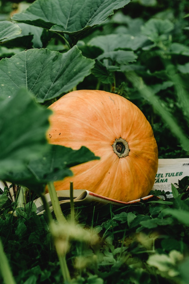 edible landscaping vegetables - squash