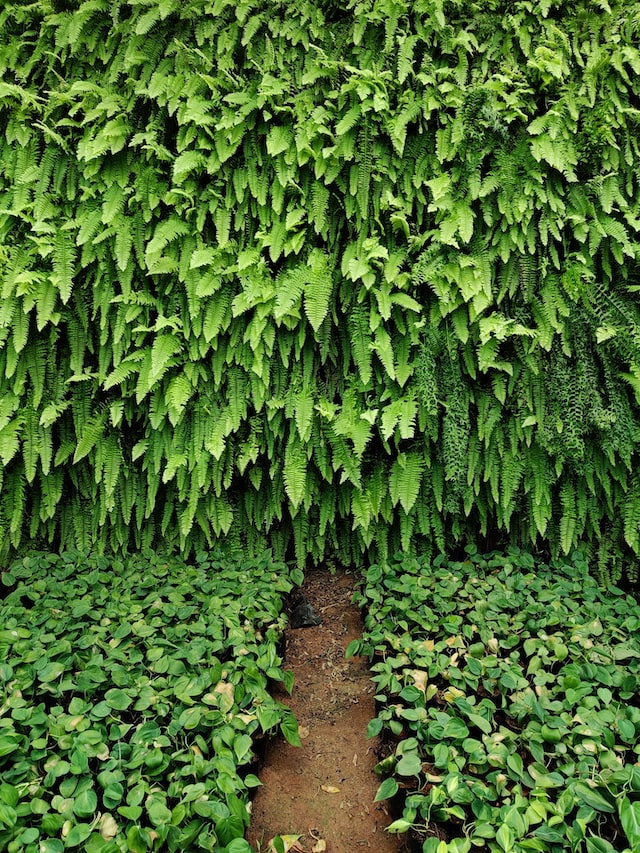 growing ferns vertically