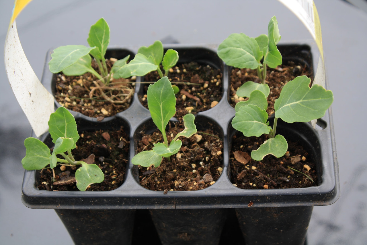 Fertilize seedlings