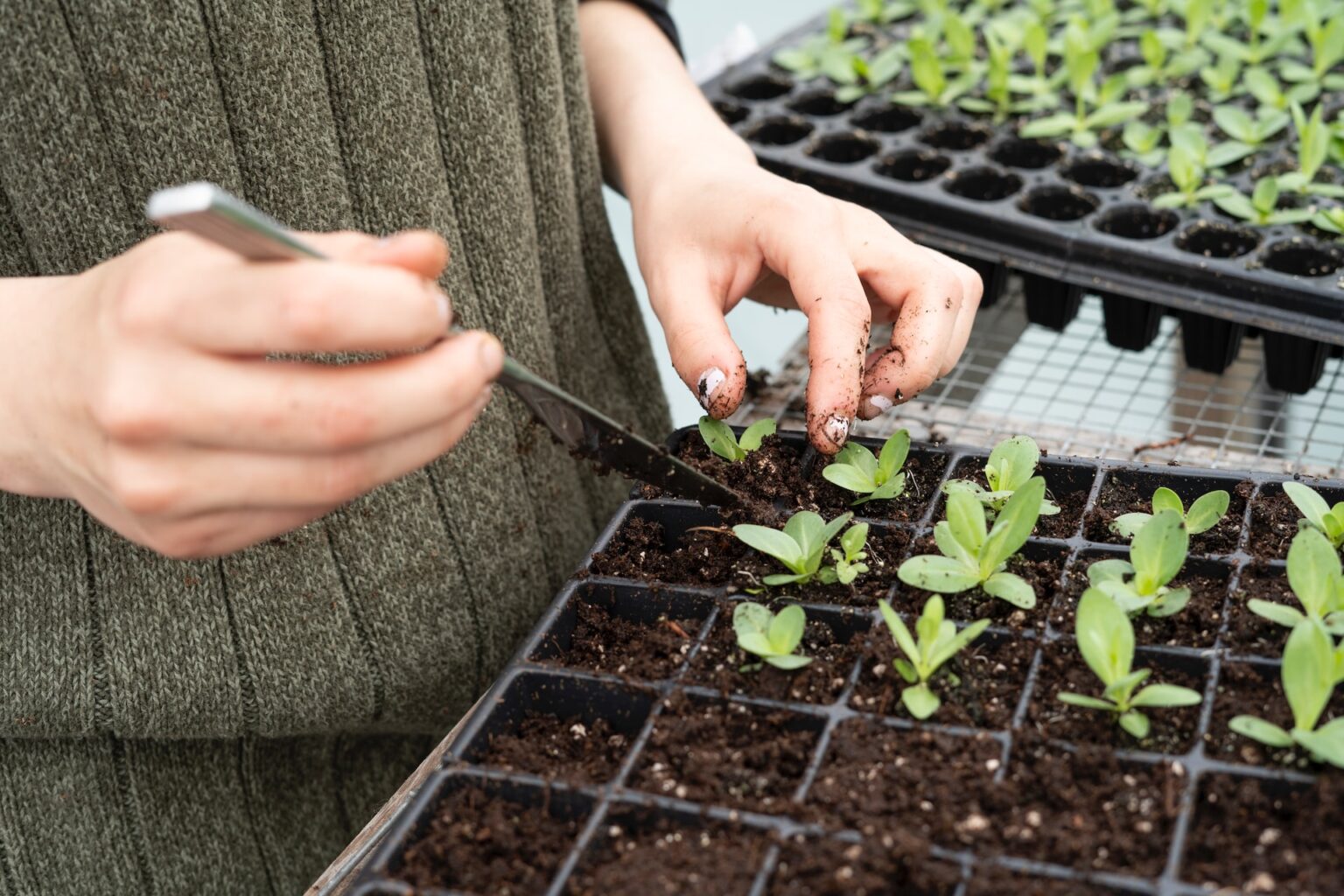  seedling care