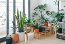 indoor garden ideas