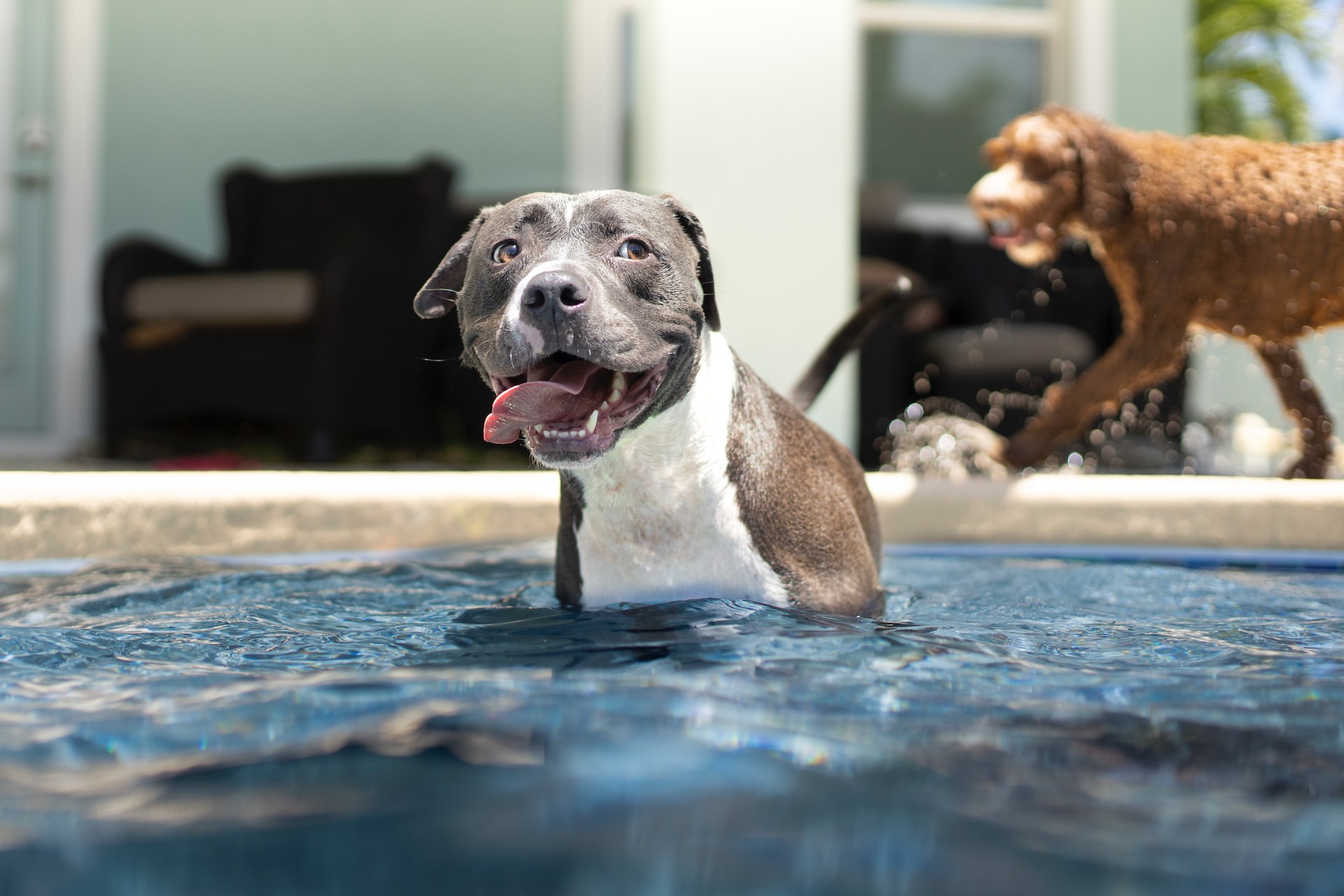 keep pets cool on hot days