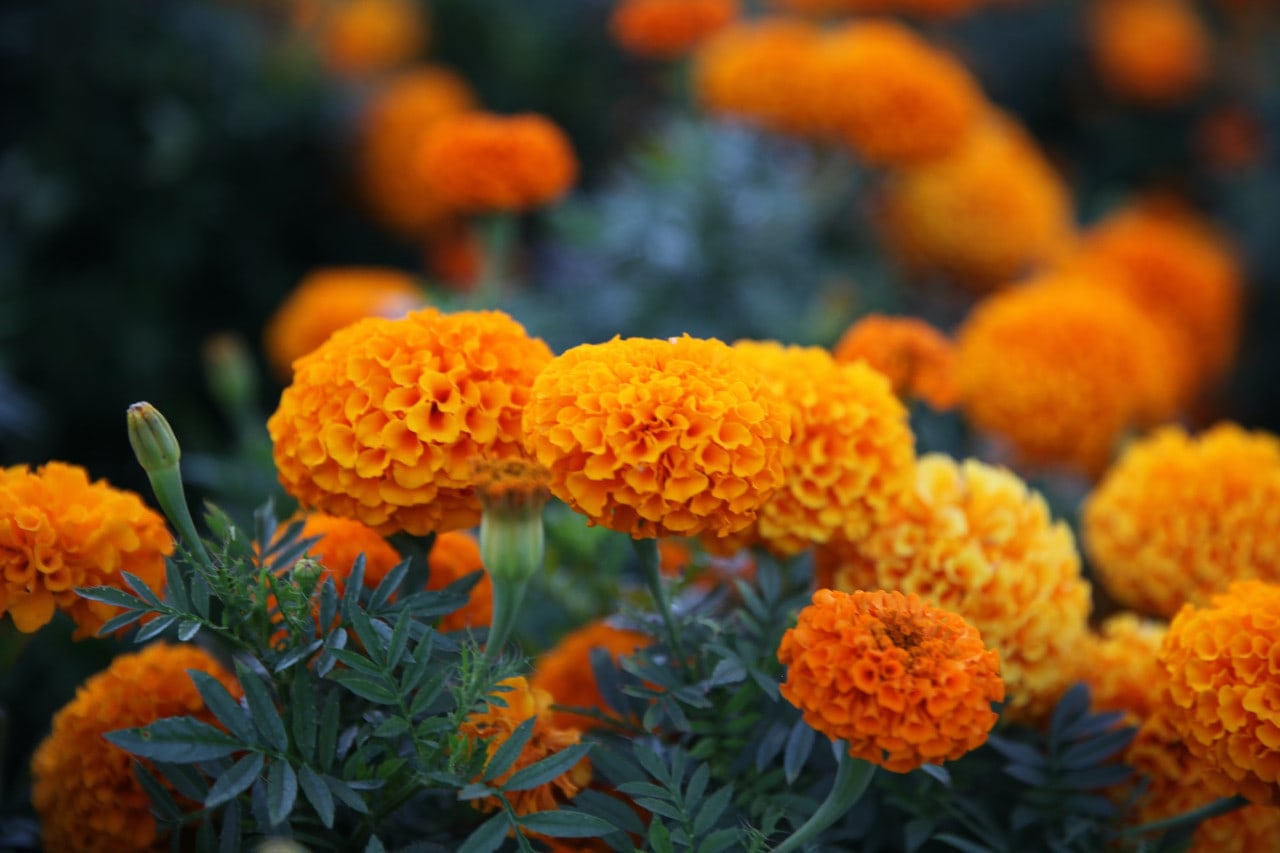 marigolds - insect repelling plants