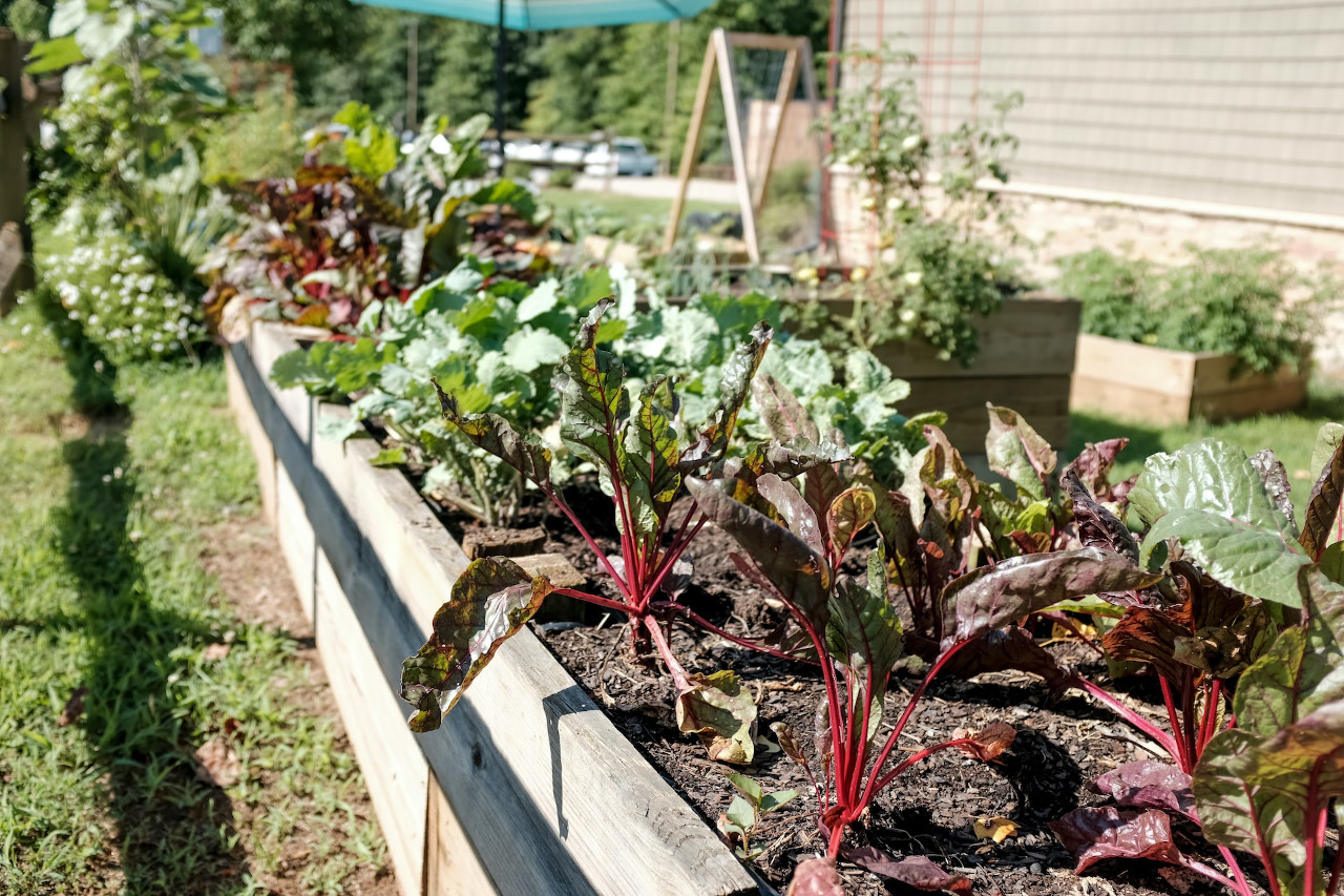 Advantages of raised bed gardening