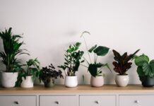 why you should keep houseplants