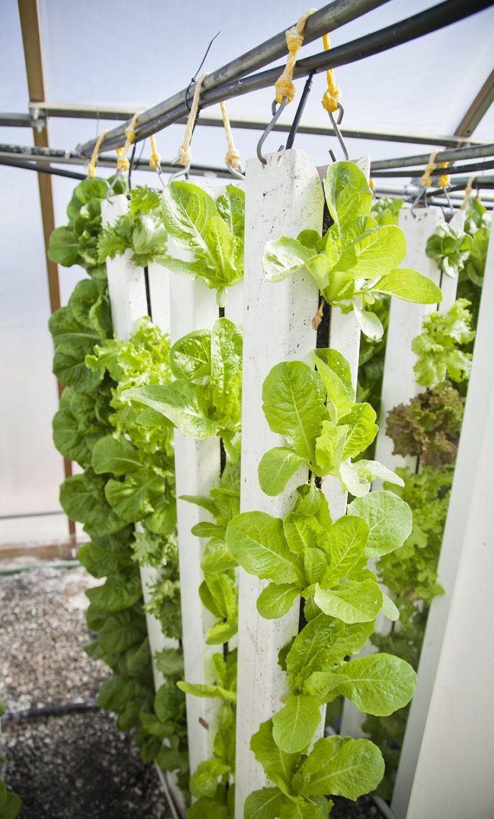 vertical farm growing leafy vegetables