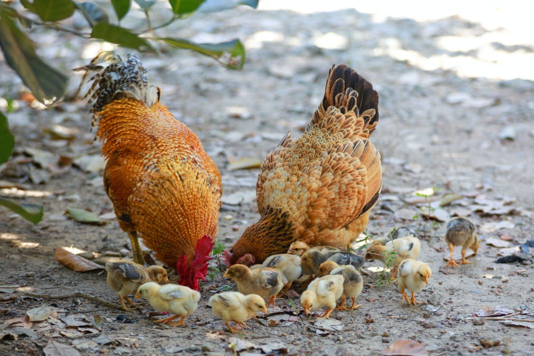 backyard chickens with baby chicks