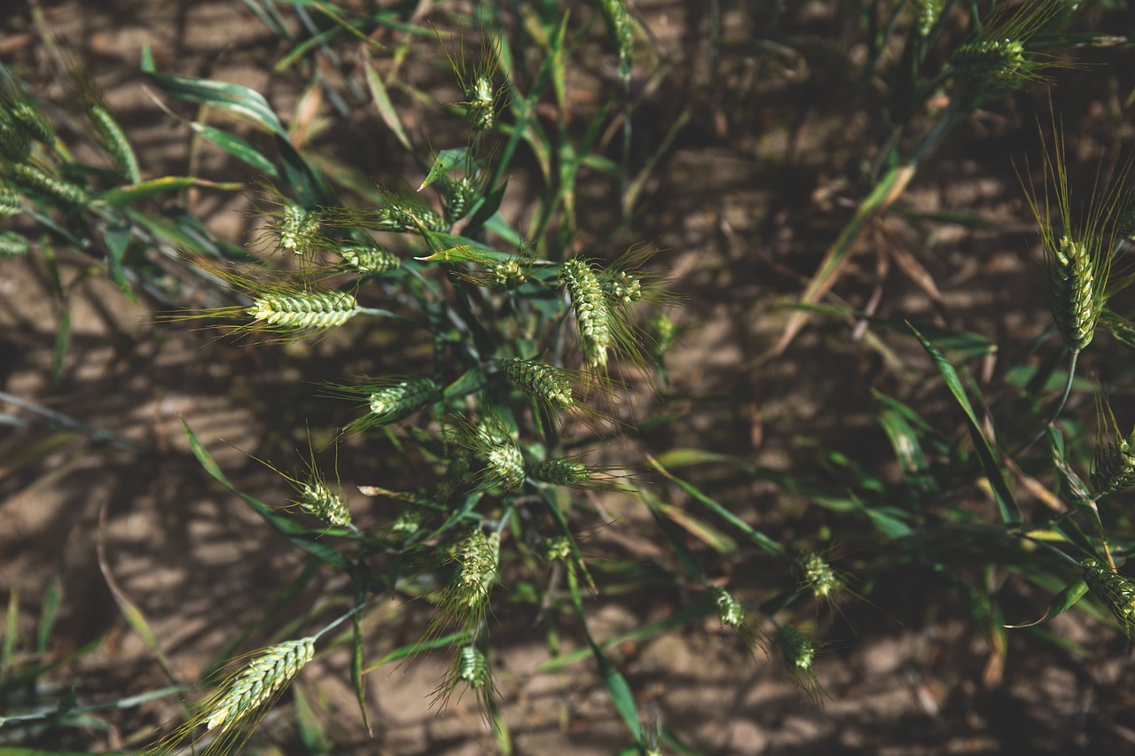 crops growing seen from above