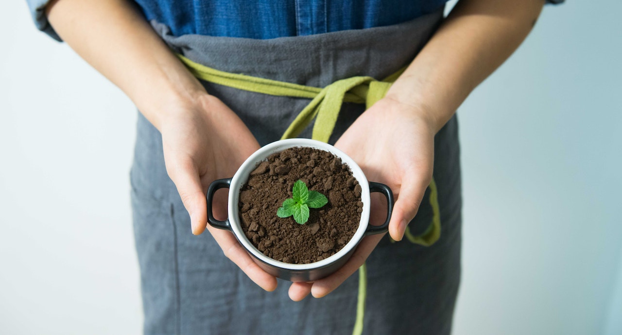 does coffee kill plants