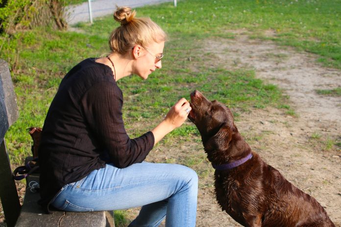 person giving a dog some food