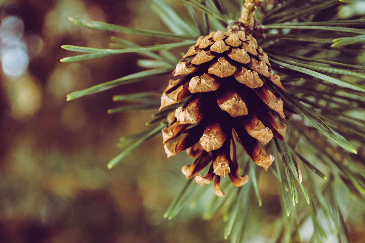 Using Pine Cones in Planters Hack - How to Plant a Pine Cone in Pot