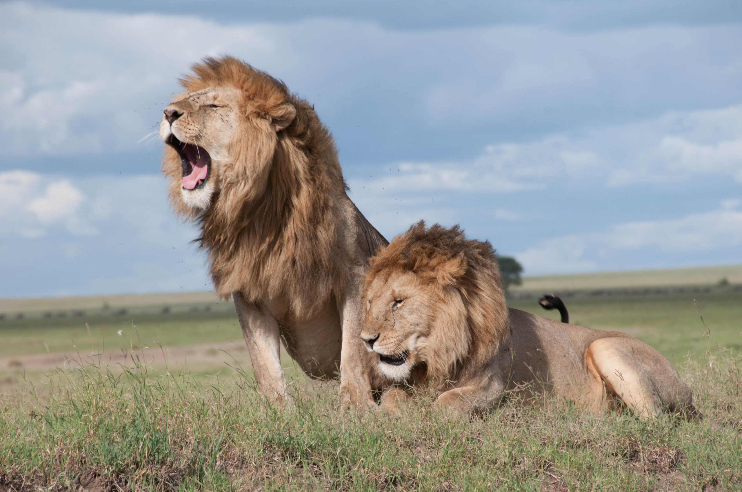 two lions in a field