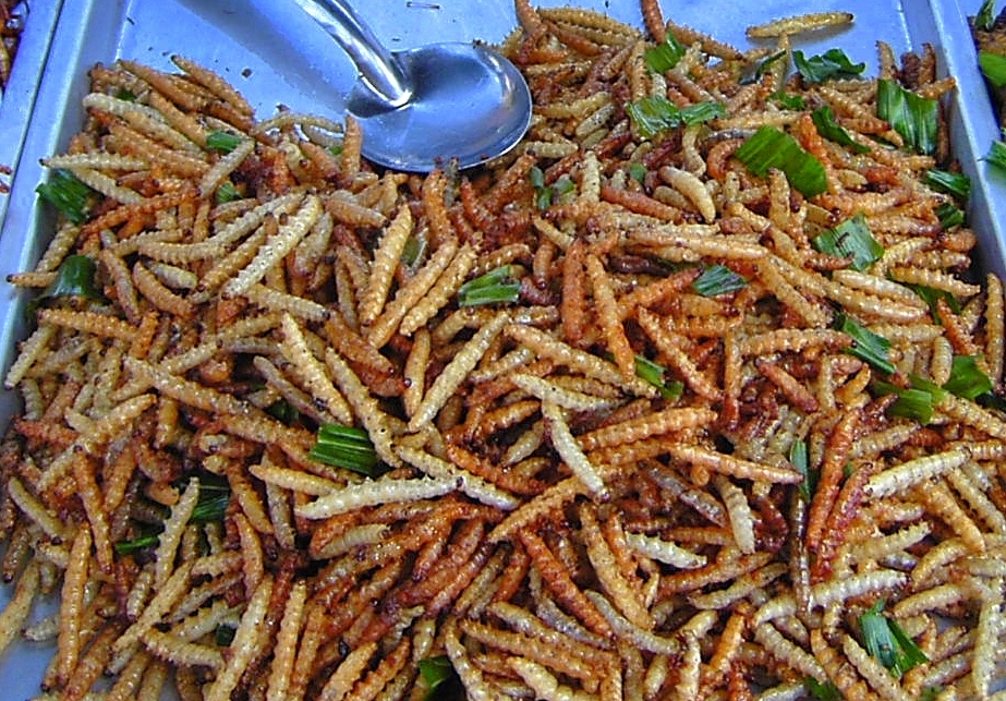 eating bugs - bamboo worms