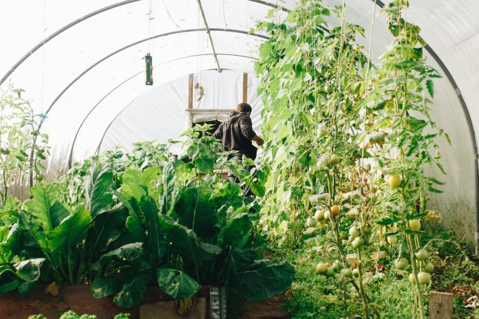 ideal greenhouse microclimate