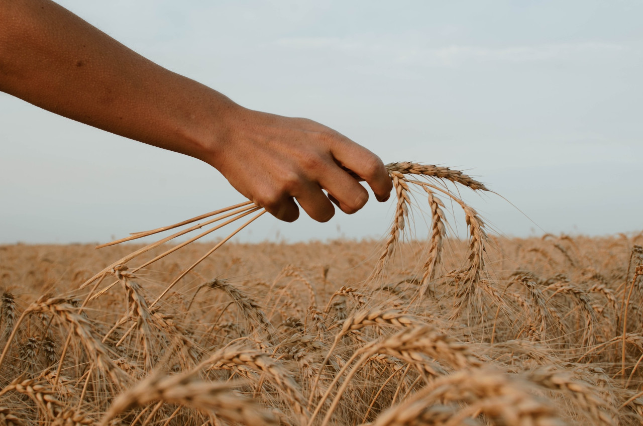 effects of global warming on agriculture and food supply