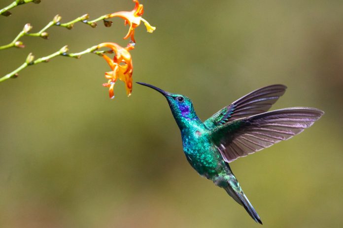 attract hummingbirds to garden