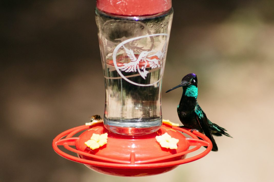 attract hummingbirds to your garden with a feeder