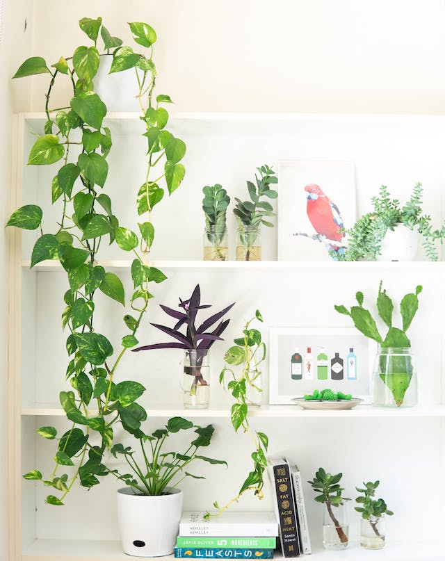 indoor plants for quality air