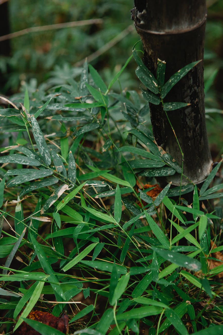 bamboo tree trunk and leaves growing in tropical woods