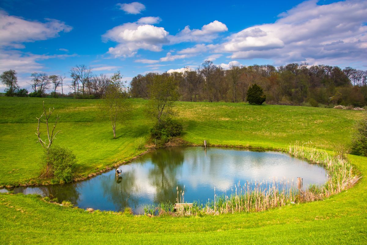 How To Maintain a Healthy Farm Pond Ecosystem