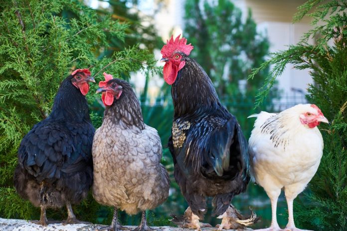 choose chicken breed