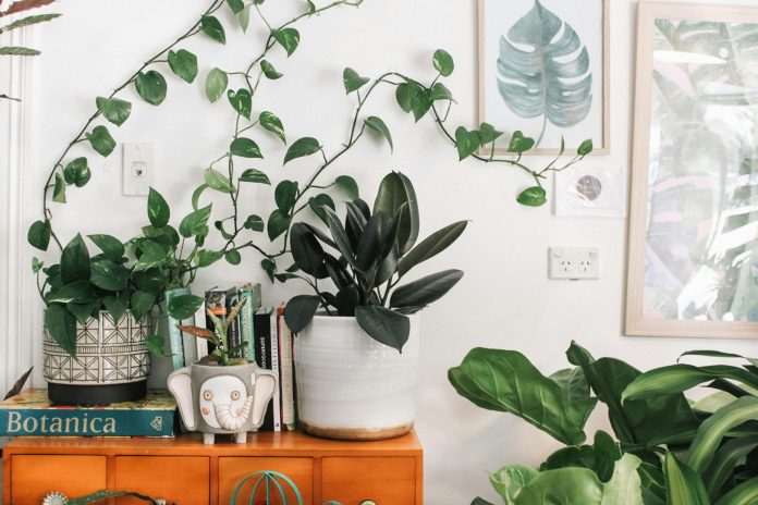 low maintenance plants