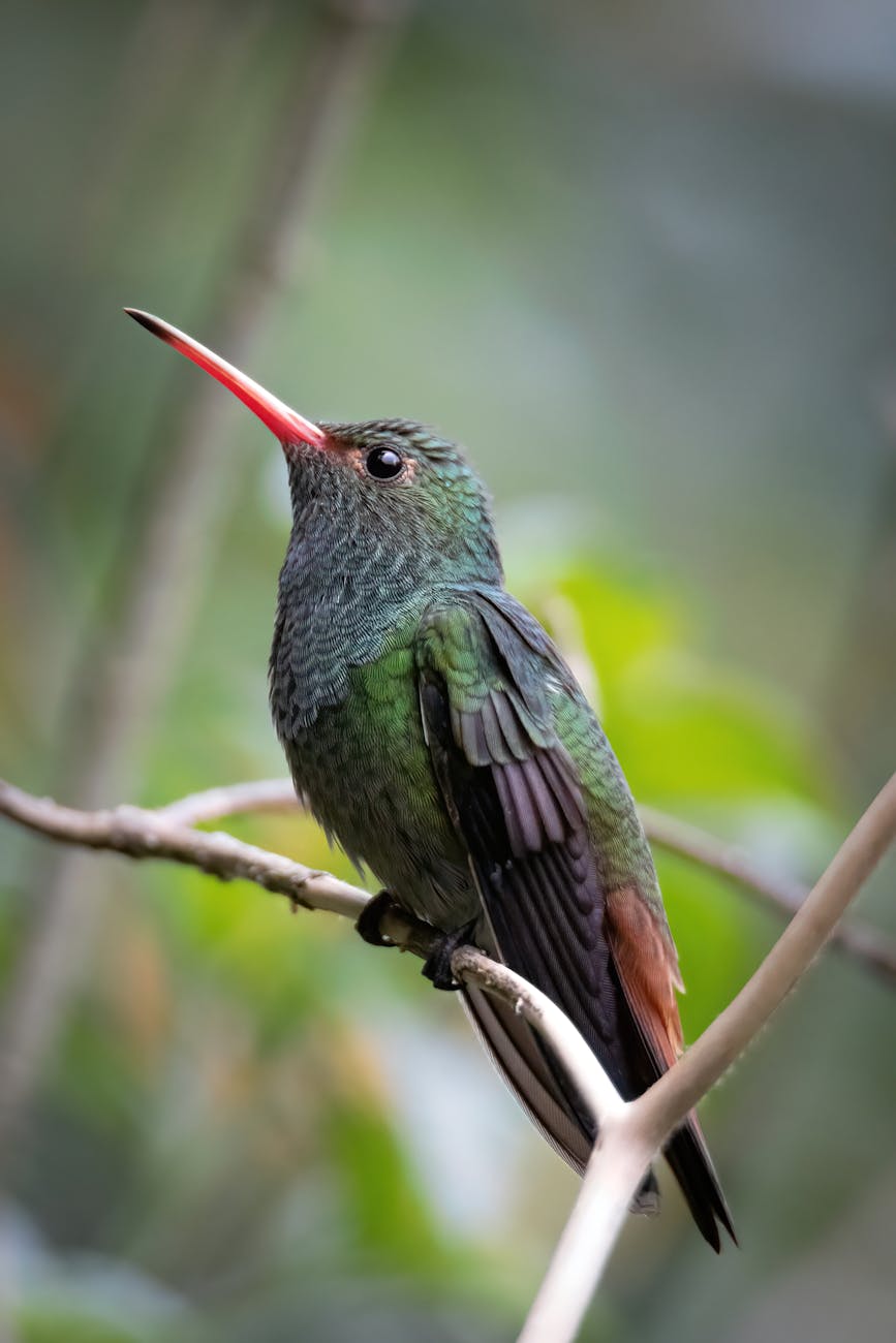 close up of a hummingbird sitting on a branch