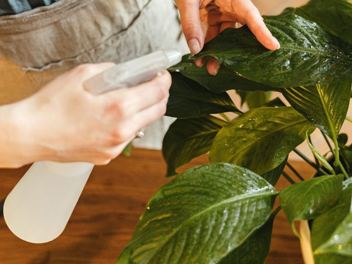 How to Make Neem Oil Pesticide