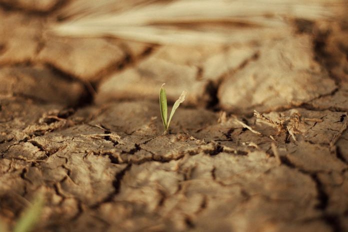 plant sprout on dry soil