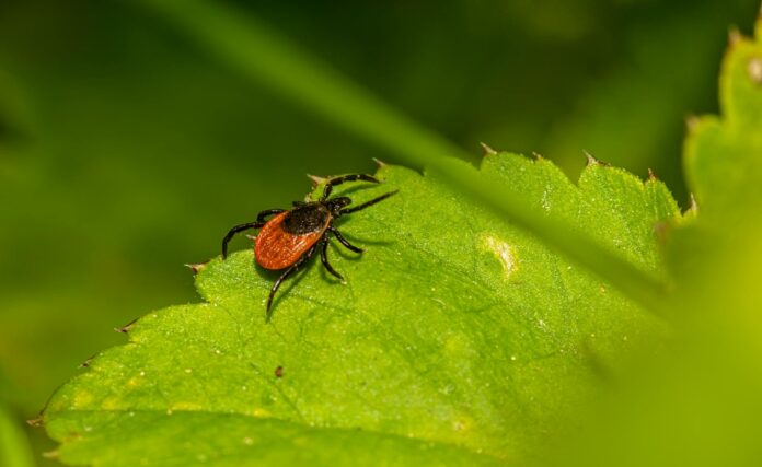 insect on leaf