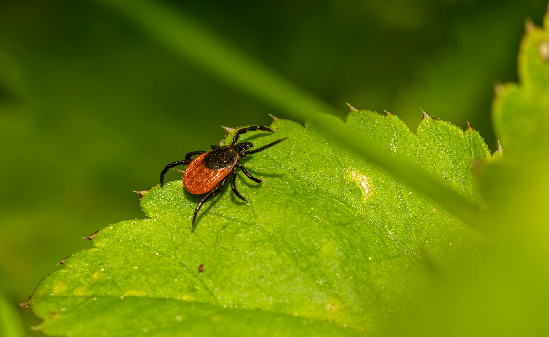 insect on leaf