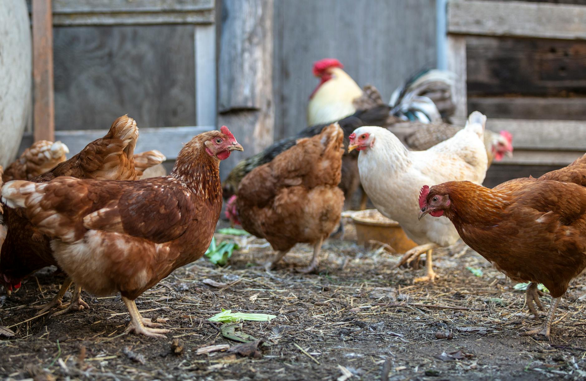 a close up shot of hens