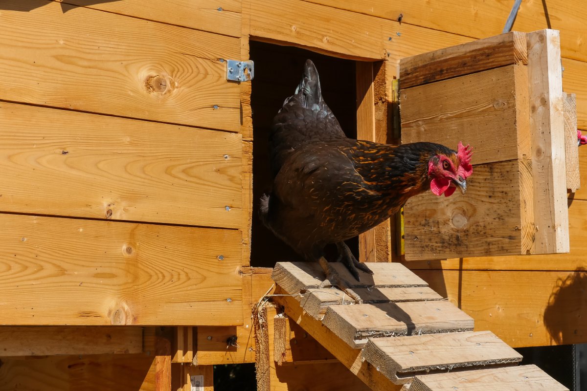 A black rooster with some orange feathers is walking out of a wooden chicken coop door and onto a wooden ramp attached to it.