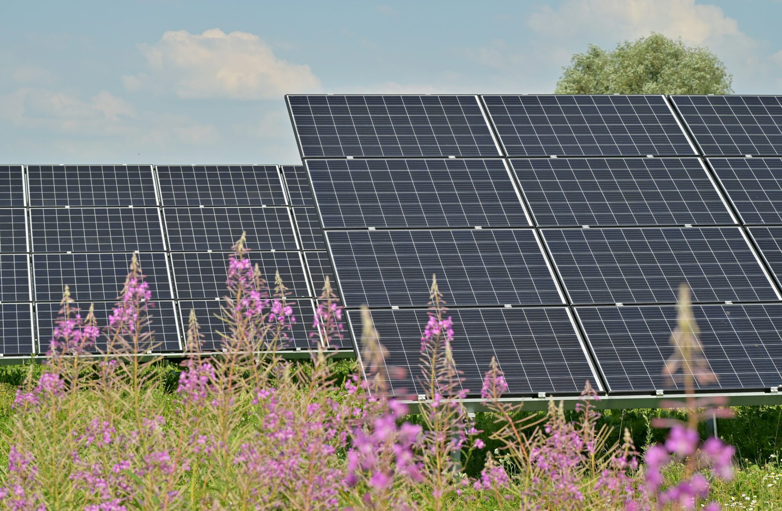 solar panels in field of pink flowers
