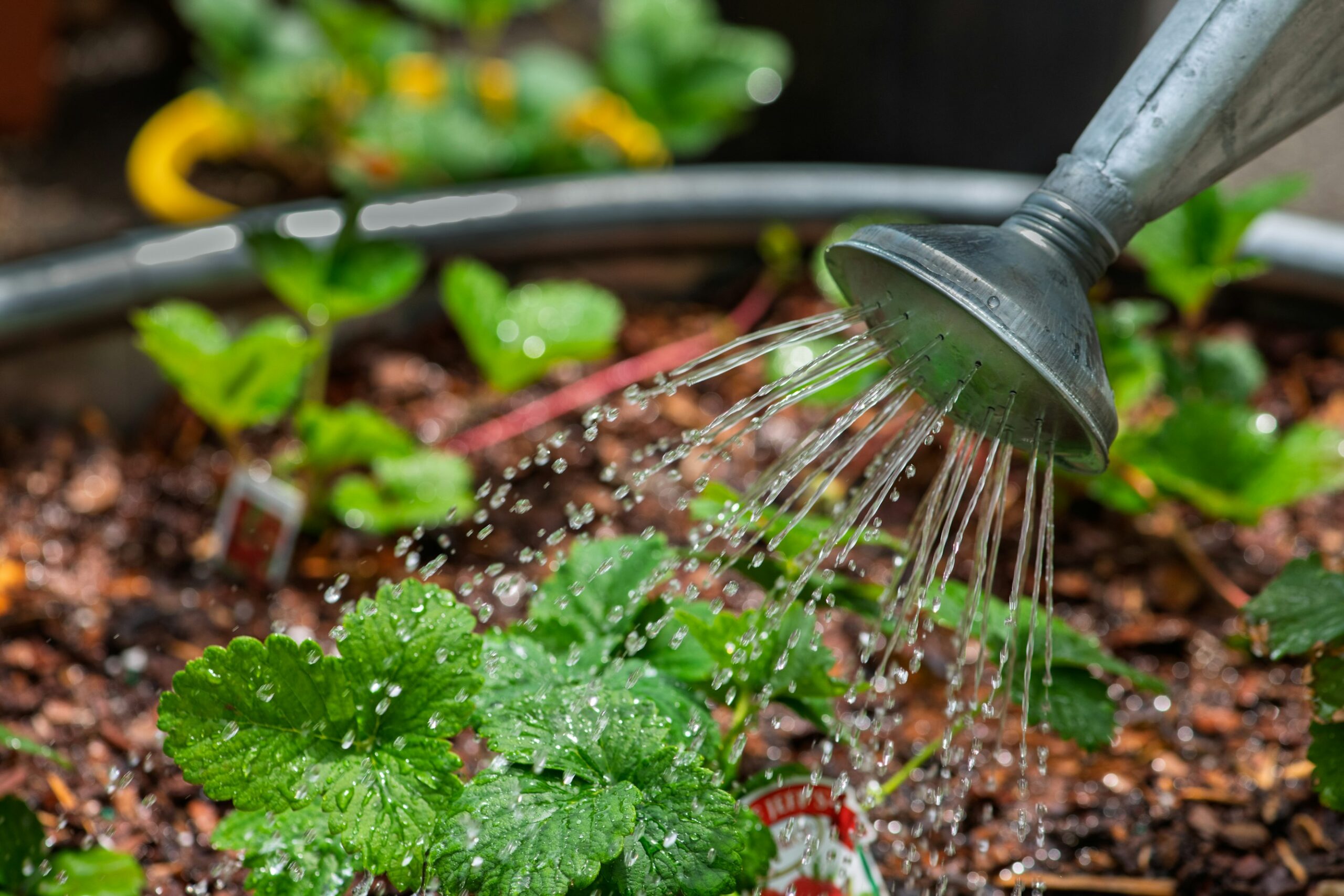 watering can and plants