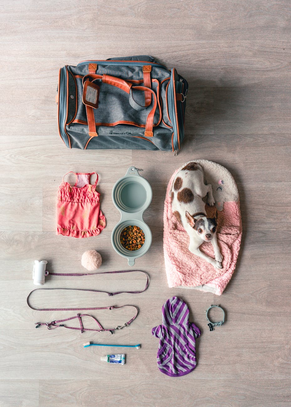 flat lay shot of a dog and animal accessories